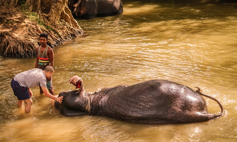 alt=“elephant being petted chained up laying in the river”