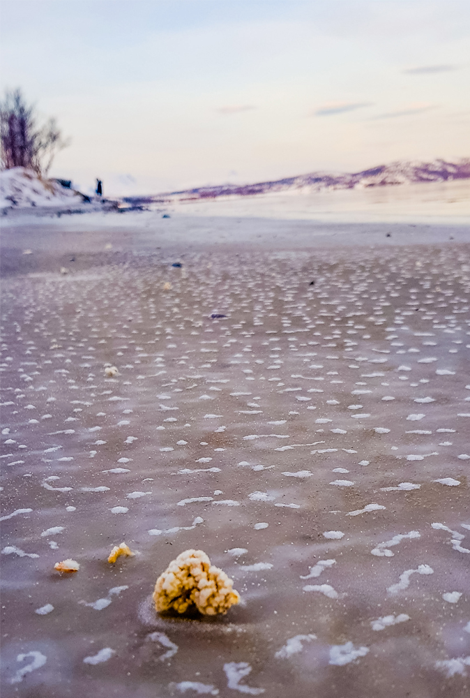 alt=“Frozen coral at frozen beach in Gibostad town, Northern Norway”