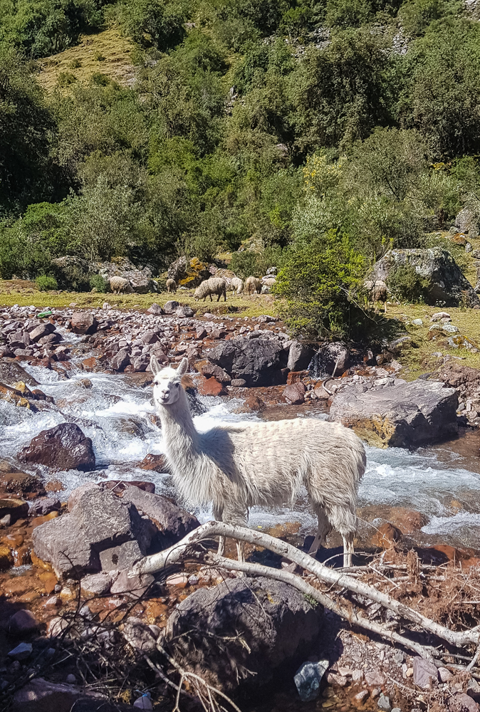 alt="White alpaca standing by the river looking at the camera"