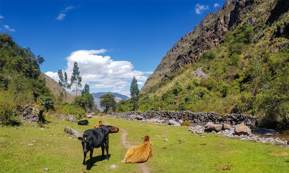 alt="Cows sitting on grass surrounded by mountains in Peru"