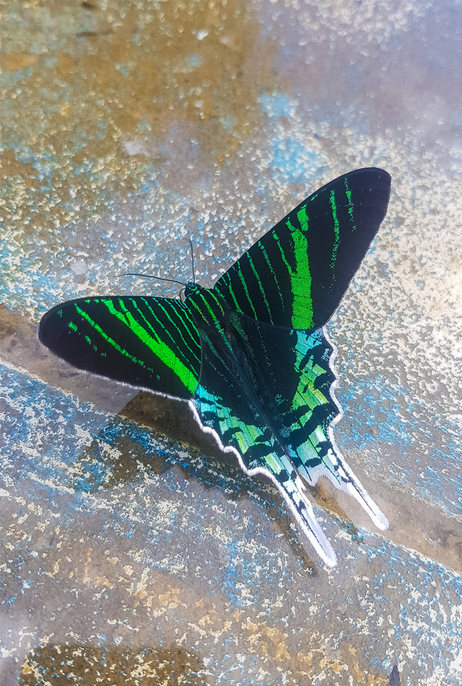 alt=“Amazon Rainforest Lodge wildlife closeup of black butterfly with green and blue bright pattern”
