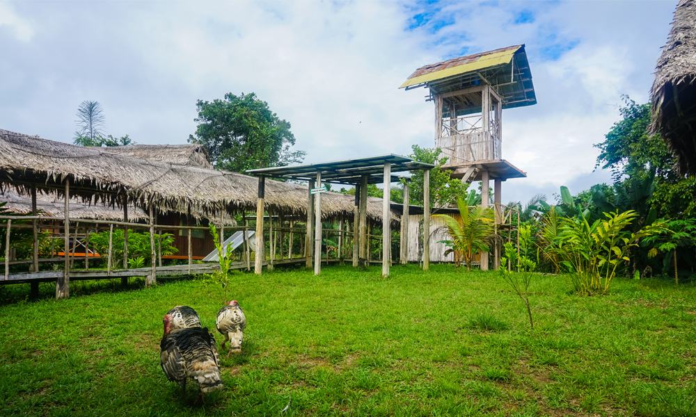 alt=“Amazon Rainforest Lodge roosters walking around below straw roof walkway”