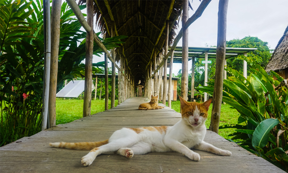 alt=“Amazon Rainforest Lodge wooden walkway with cats sitting looking at the camera”