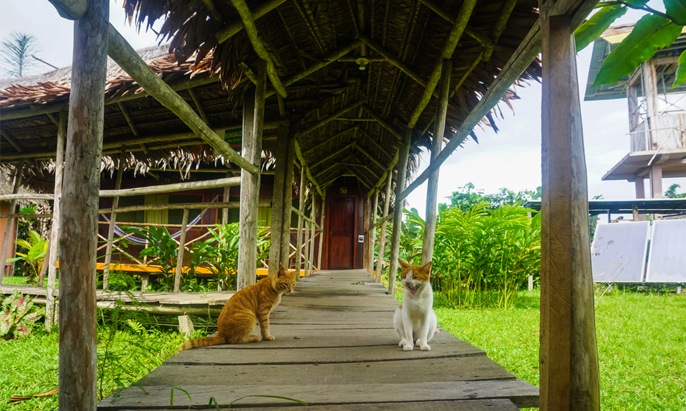 alt=“Amazon Rainforest Lodge wooden walkway with cats sitting”