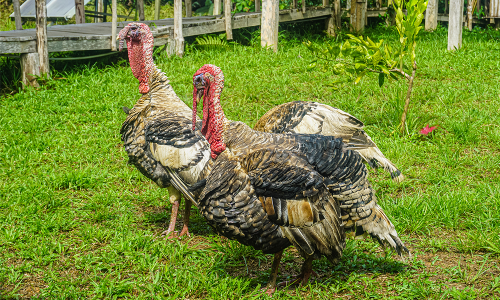 alt=“Amazon Rainforest Lodge two wild roosters walking on grass”