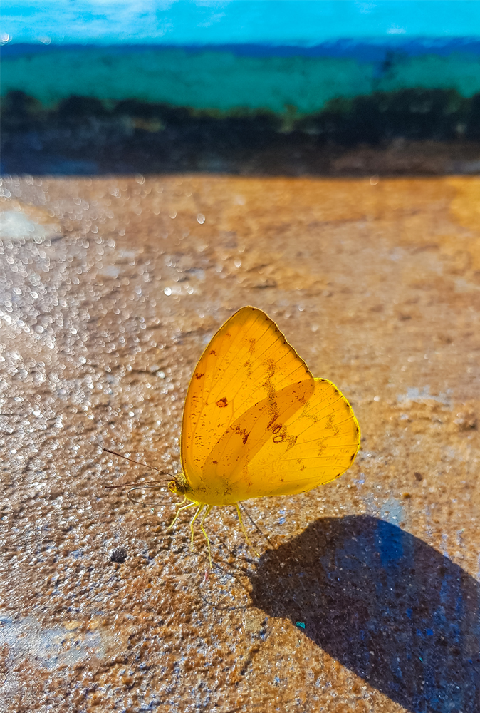 alt=“Amazon Rainforest Lodge wildlife closeup of yellow butterfly”