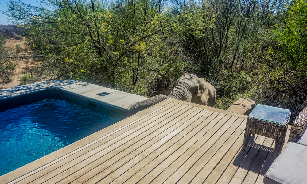 alt="Elephant coming to drink water from pool at Inverdoorn Game reserve"