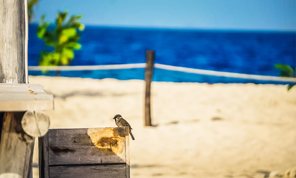 alt=“small-bird-sitting-on-wooden-box-by-the-beach”