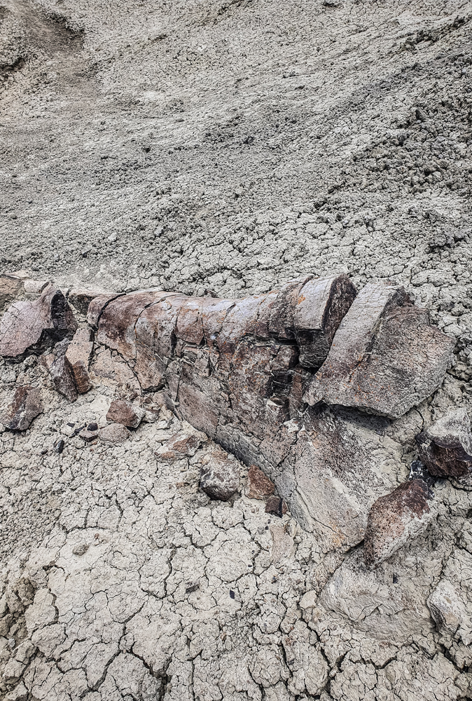 alt=“la-leona-petrified-forest-fossil-patagonia”