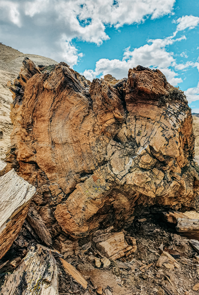 alt=“la-leona-petrified-forest-petrified-wood-patagonia”