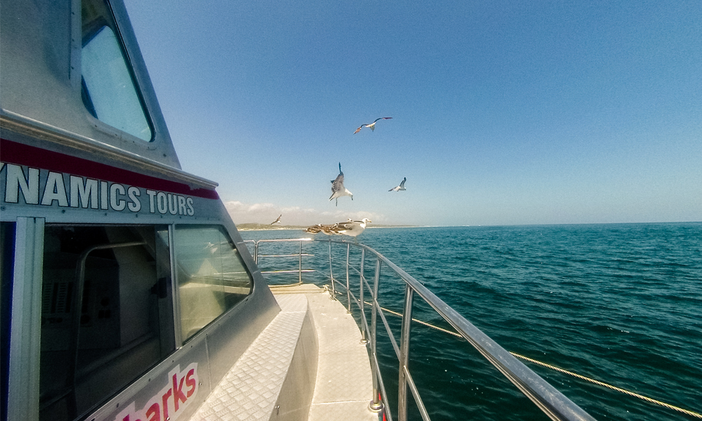 alt=“marine-dynamics-shark-cage-diving-boat-seagull”