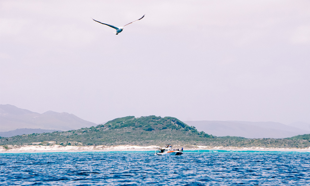 alt=“marine-dynamics-shark-cage-diving-boat-seagull”