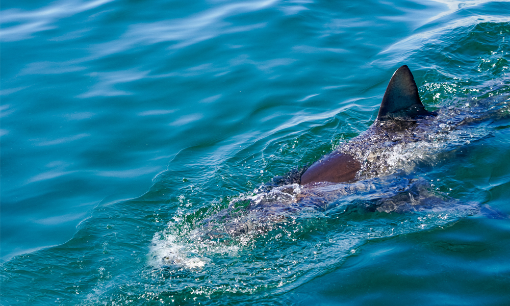 alt=“marine-dynamics-shark-cage-diving-shark-fin”