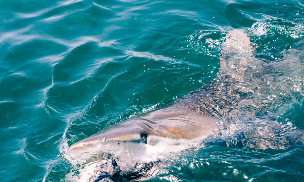 alt=“marine-dynamics-shark-cage-shark-closeup”