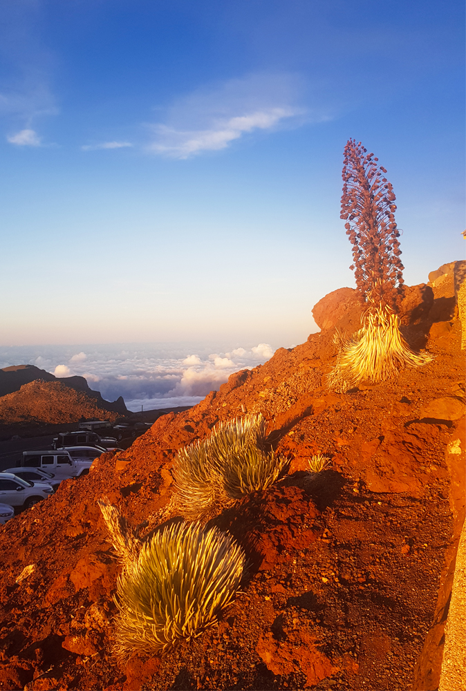 alt="Red rocks and flower above the clouds on Haleakala Crater in Hawaii"