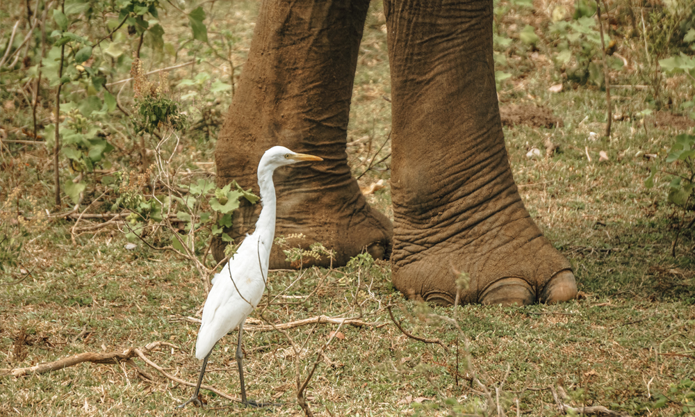 alt=“bird-and-elephant-closeup”