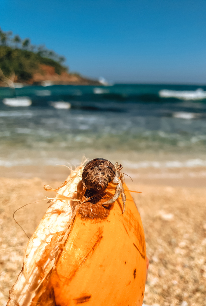 alt=“crab-and-coconut-shell-secret-beach”