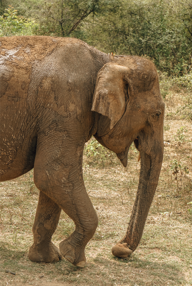 alt=“elephant-udawalele-national-park”