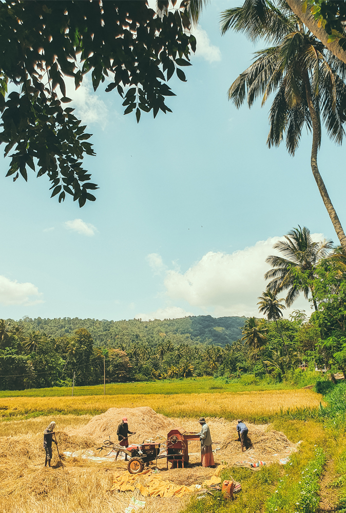 farming-grass-sri-lanka