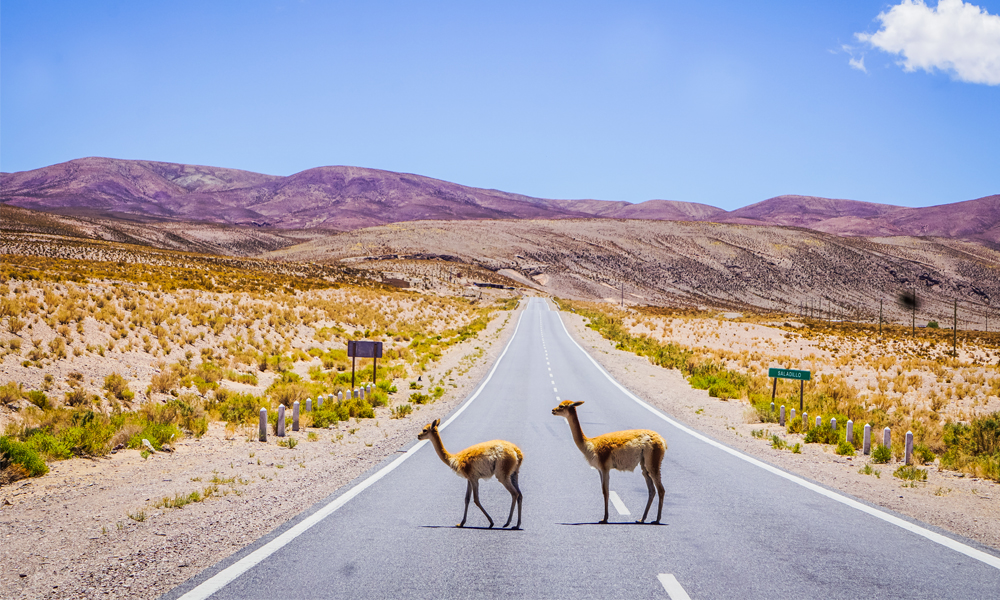 alt="Two Guanacos Crossing A Long Road With Beautiful Mountain Landscape In Argentina"