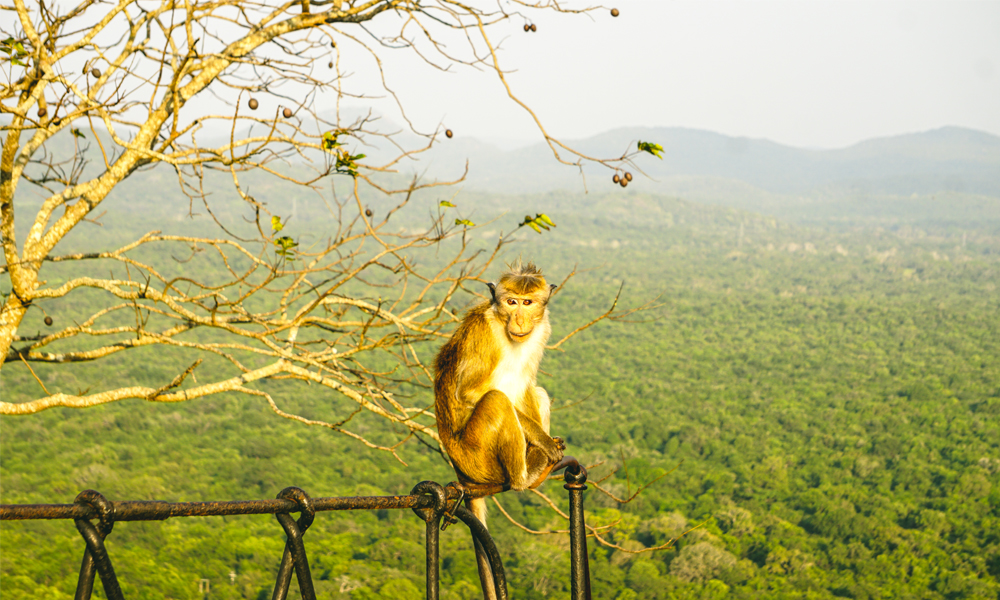 alt=“monkey-on-railing-ella”