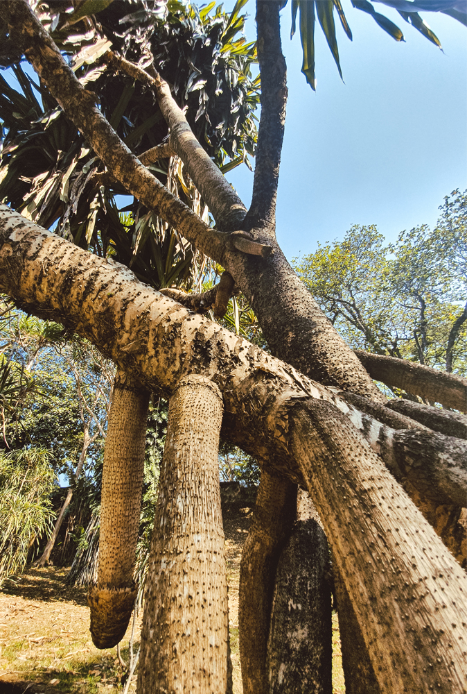 alt=“royal-botanical-gardens-tree”