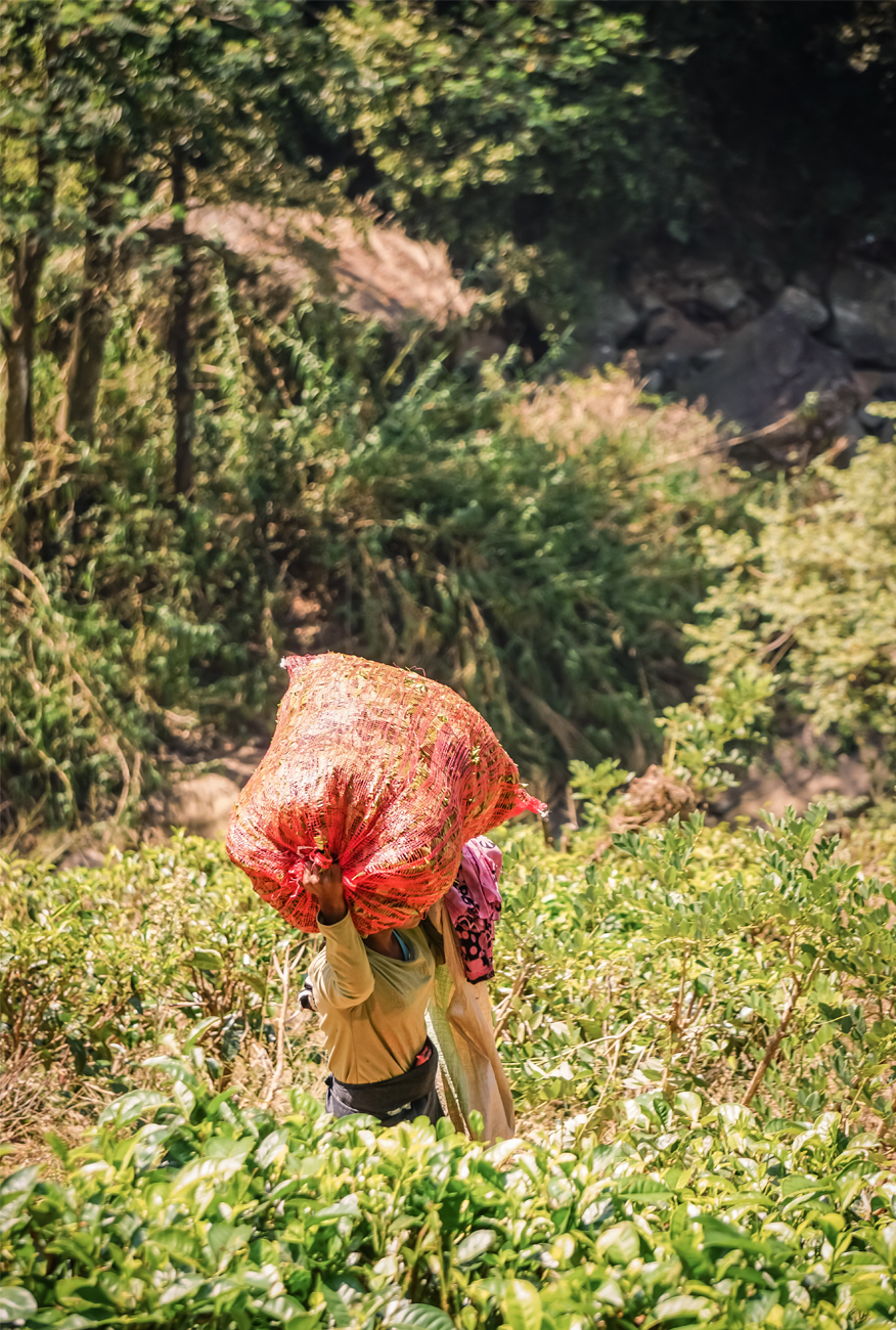 alt=“tea-plantation-woman-carrying-tea-leaves”