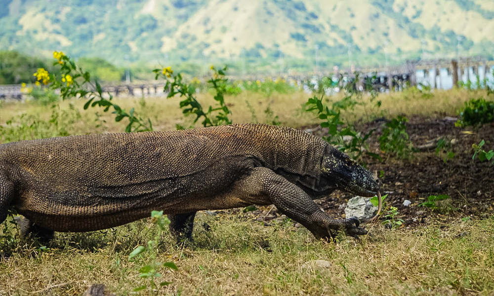 alt="Komodo Dragon Walking into Mountainous Landscape in Indonesia"