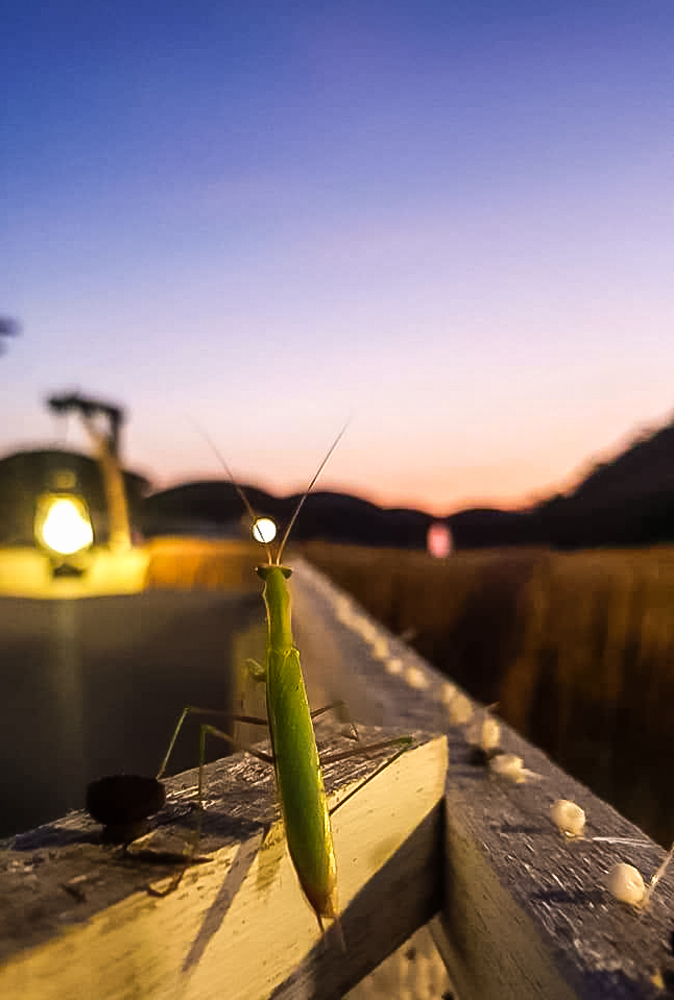 alt="Praying mantis sitting on a wooden structure watching the sunset"