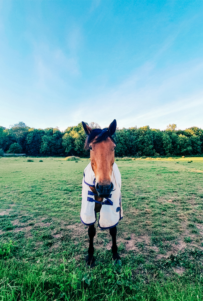 alt=“bekesbourne-horse-in-field”