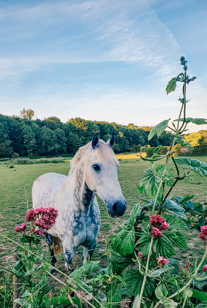 alt=“bekesbourne-horse-with-pink-flowers”