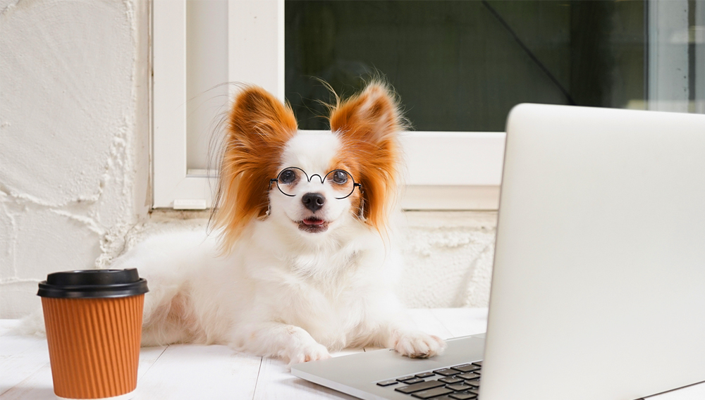 alt=“dog-with-glasses-on-laptop”