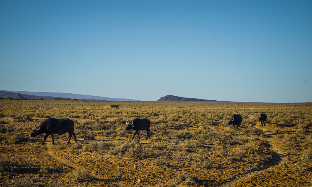 alt=“inverdoorn-buffalos-walking”