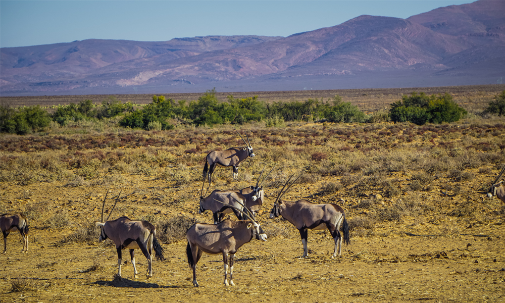 alt=“inverdoorn-gemsbok”