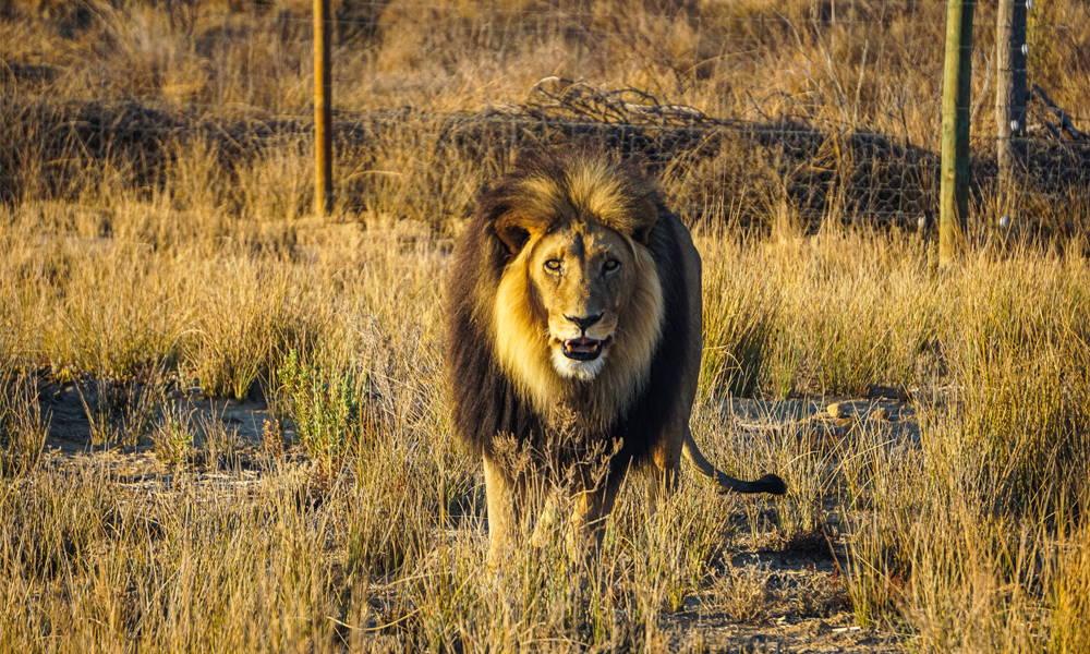 alt=“inverdoorn-safari-lion-front-facing”