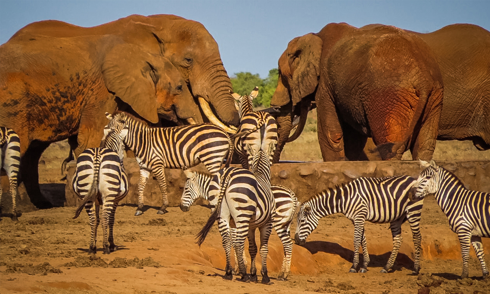 alt=“tsavo-east-elephants-and-zebra”