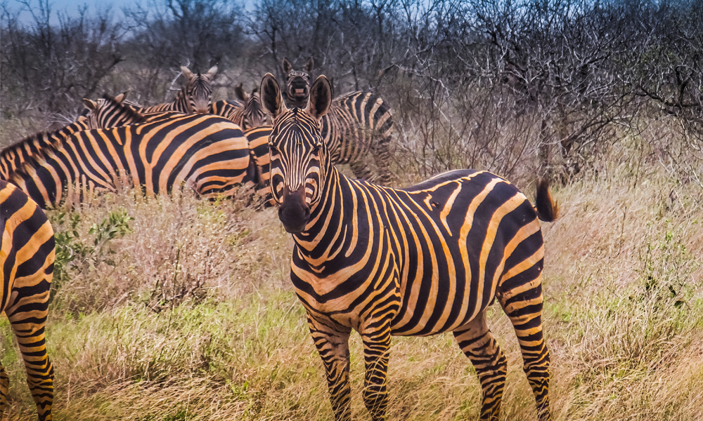 alt=“tsavo-east-zebra-photobomb”