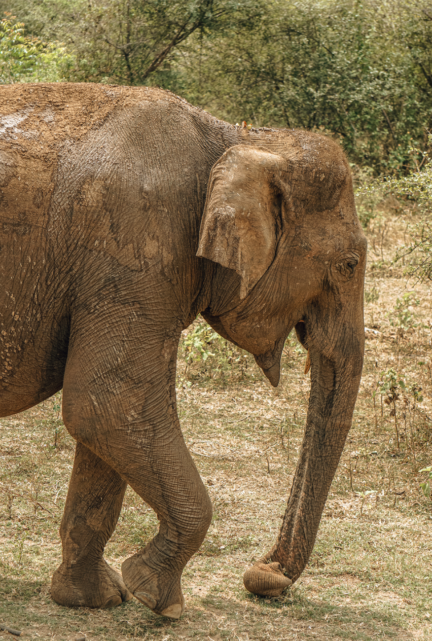 alt=“udawalewe-elephants-blog-list”