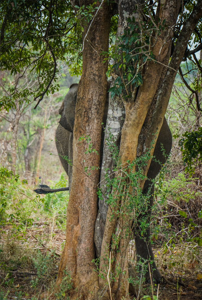 alt=“udawalewe-elephants-hiding”