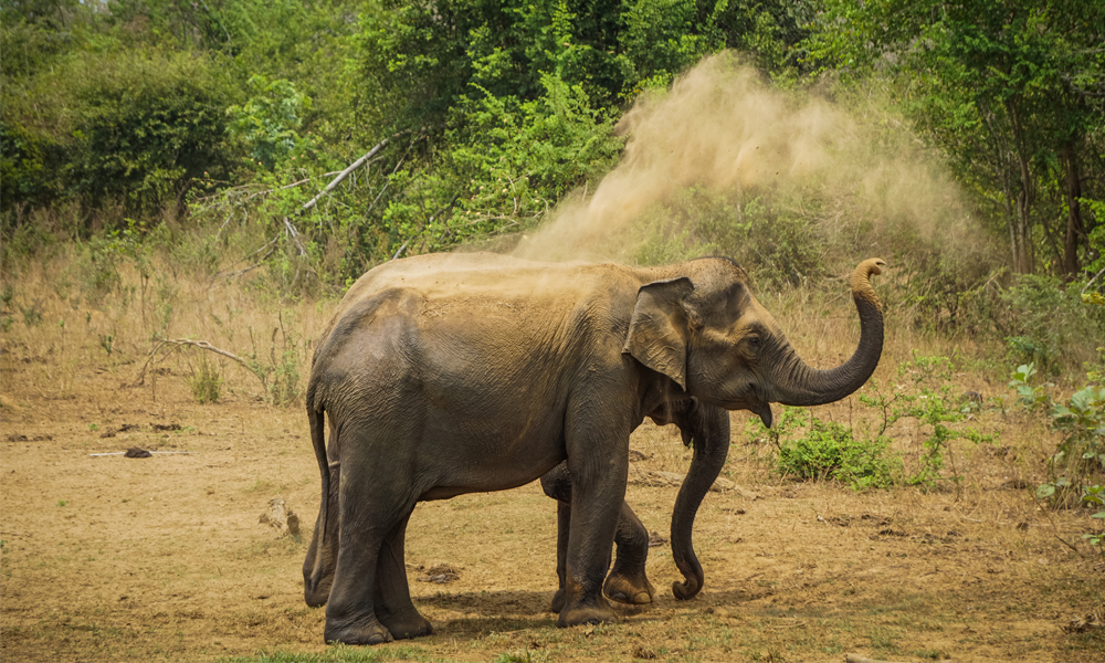 alt=“udawalewe-elephants-throwing-sand”