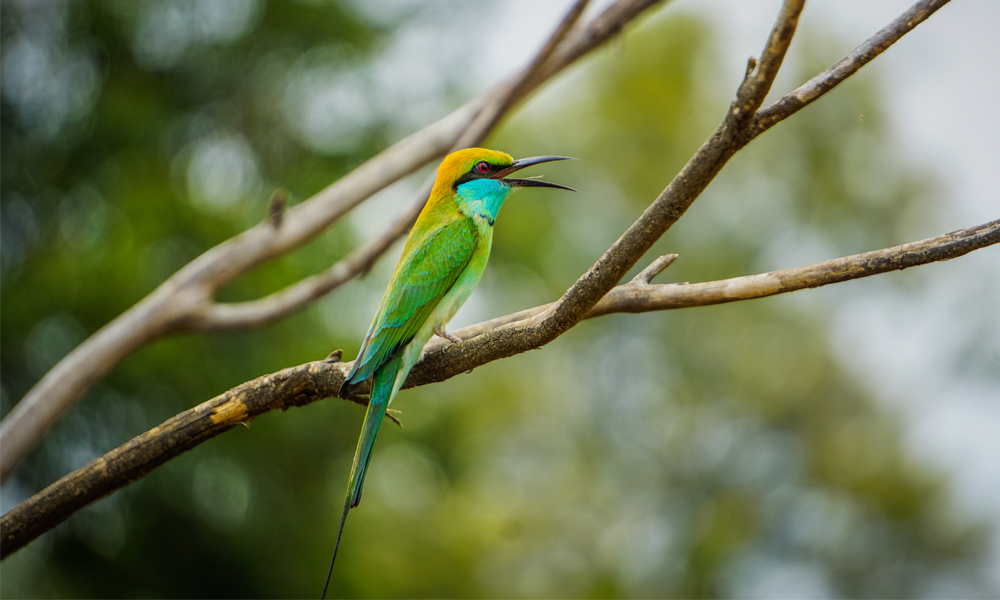 alt=“udawalewe-green-bird-on-branch”
