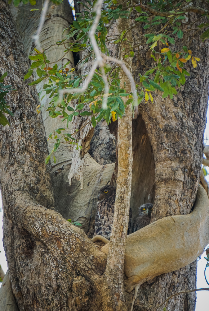 alt=“udawalewe-owls-in-tree”